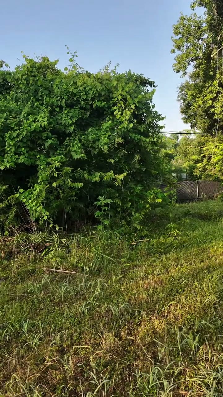 Residential lot clearing in Houston — before